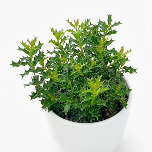 ひいらぎ 鉢植え」の人気商品一覧・価格比較 - 価格.com
